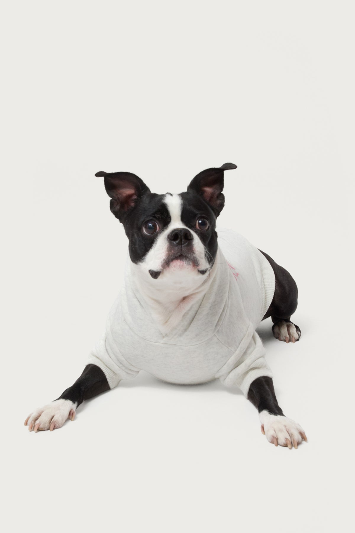 Sasha Bow Detail Pet Hoodie - Image 4