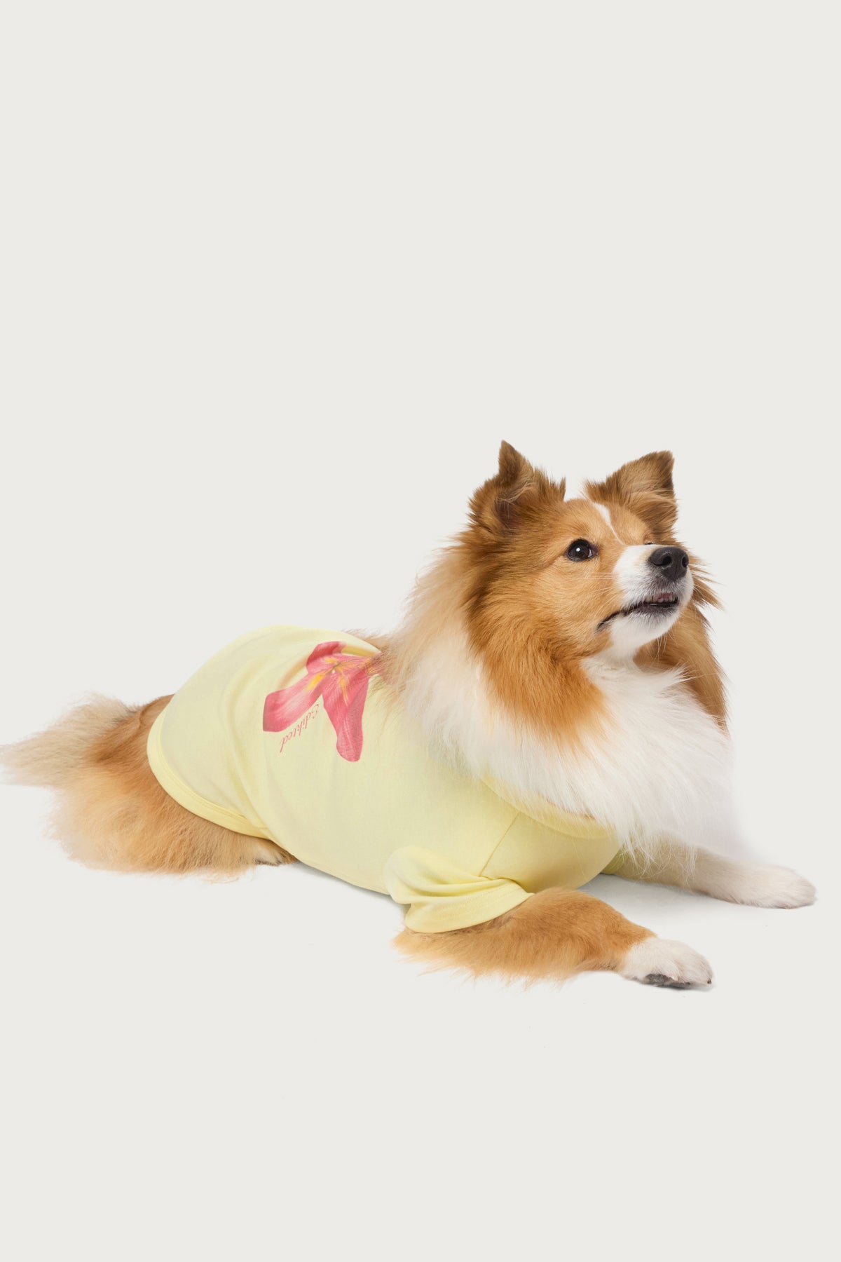 Daylily Pet T Shirt - Image 2