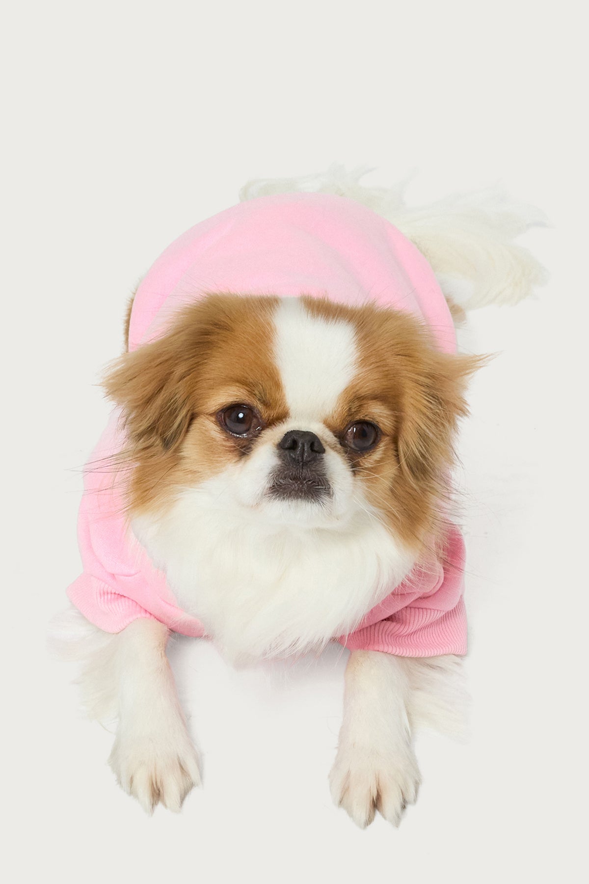 Totally Edikted Pet Hoodie - Image 4