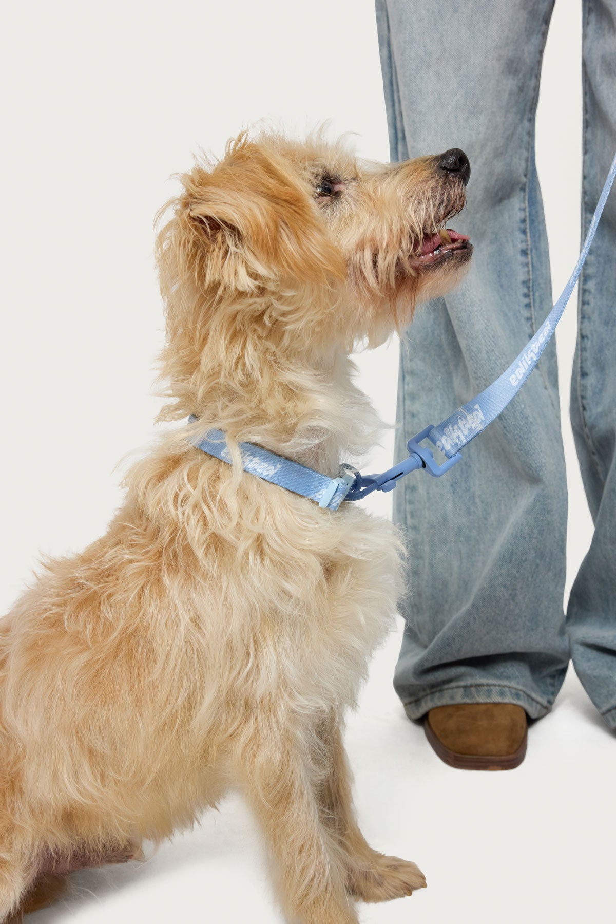 Edikted Pet Collar - Image 4